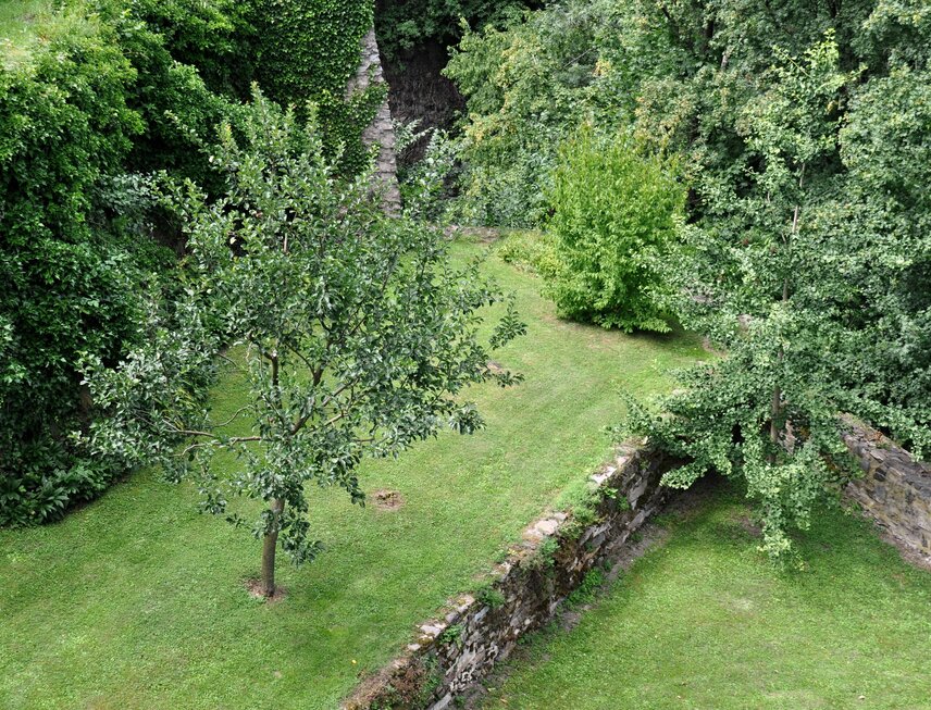 Althannova renklóda, svída dřín a jinan dvoulaločnatý  ve vnitřní části barbakánu